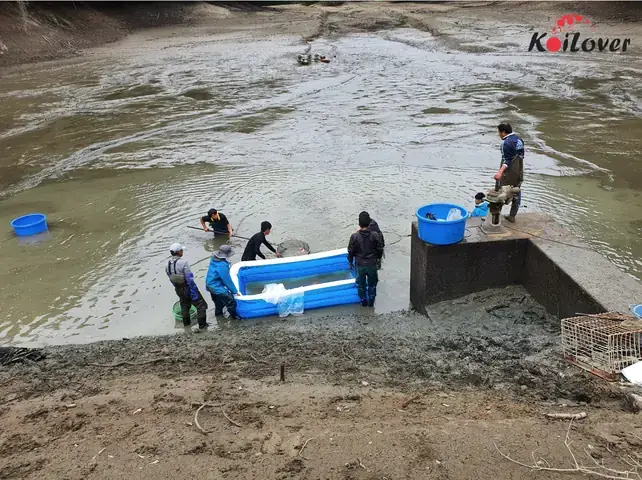 Nuôi Cá Koi Trong Hồ Tự Nhiên