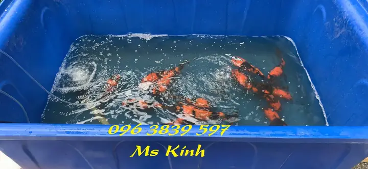 Nuôi Cá Koi Trong Thùng Nhựa