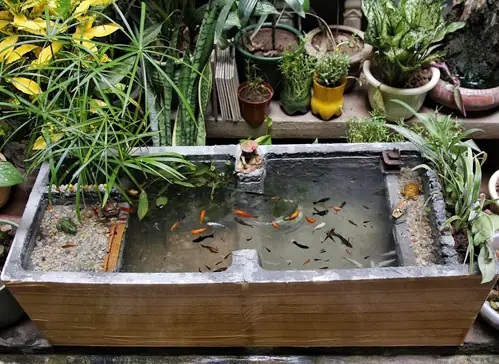 Nuôi Cá Koi Trong Thùng Xốp