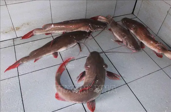 Nuôi Cá Lăng Đuôi Đỏ Nuôi Cá Lăng Đuôi Đỏ