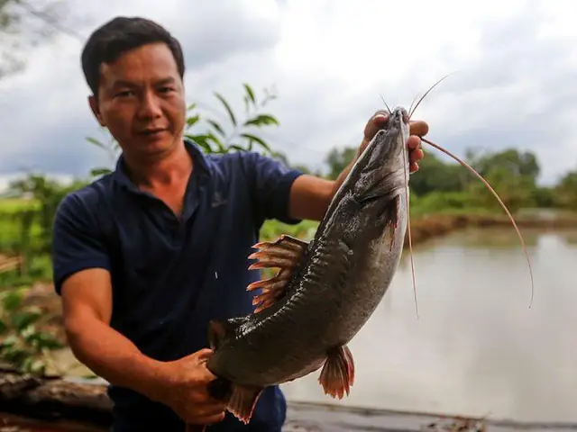 Nuôi Cá Lăng Trong Ao Đất
