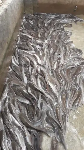 Nuôi Cá Lăng Trong Be Xi Măng