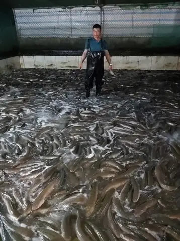 Nuôi Cá Lóc Bông Trong Bể Xi Măng Nuôi Cá Lóc Bông Trong Bể Xi Măng