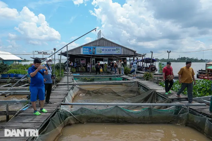 Nuôi Cá Miền Tây