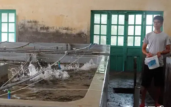 Nuôi Cá Mú Trong Bể Xi Măng