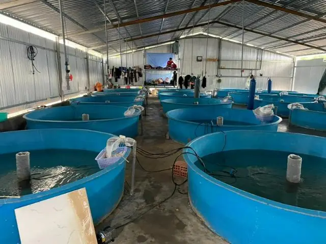 Nuôi Cá Rô Phi Tại Nhà