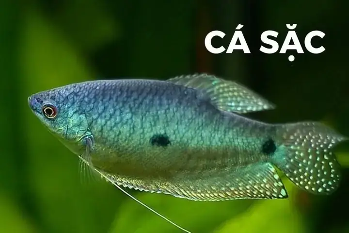 Nuôi Cá Sặc Điệp