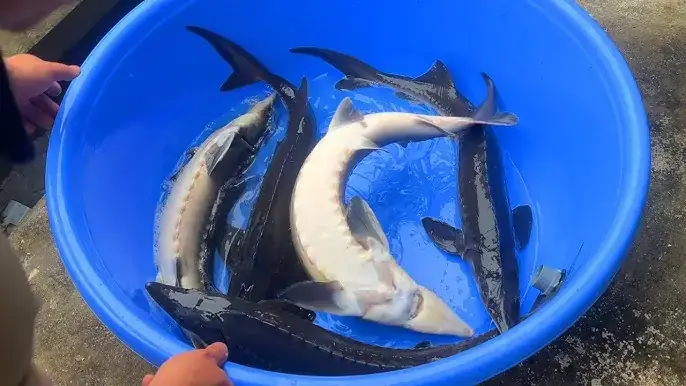 Nuôi Cá Tầm Làm Cảnh