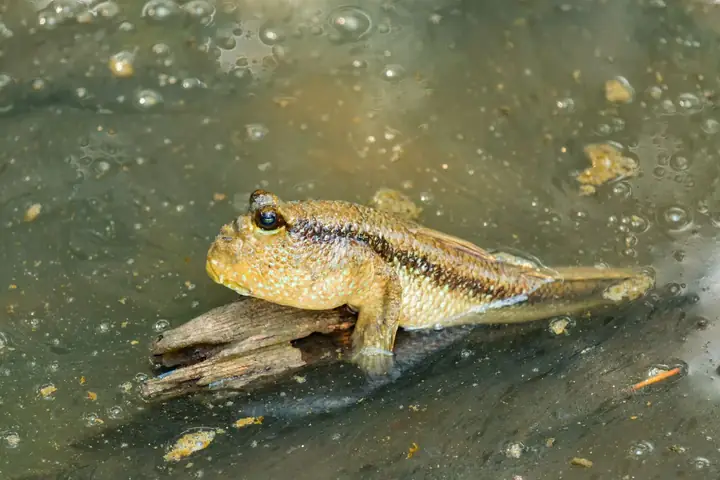 Nuôi Cá Thòi Lòi Nước Ngọt