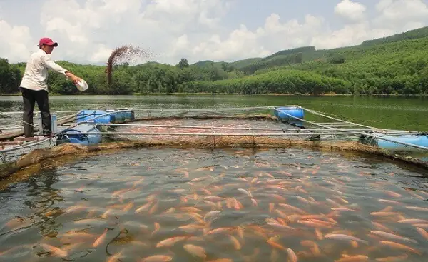 Nuôi Cá Tiếng Anh