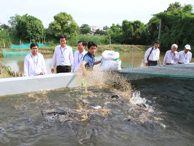 Nuôi Cá Tra Trong Bể Xi Măng