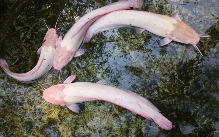 Nuôi Cá Trê Làm Cảnh Nuôi Cá Trê Làm Cảnh