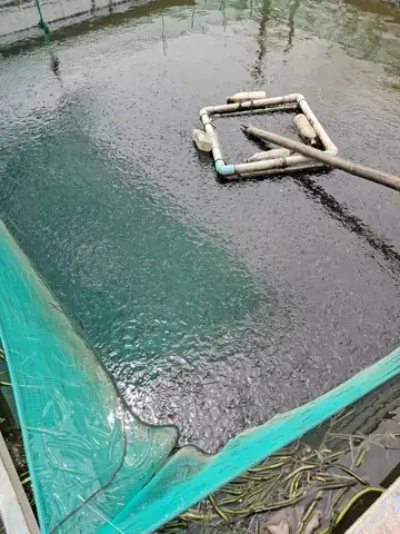 Nuôi Cá Trê Trong Vèo Lưới