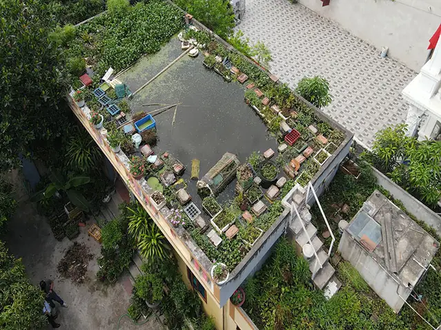 Nuôi Cá Trên Sân Thượng