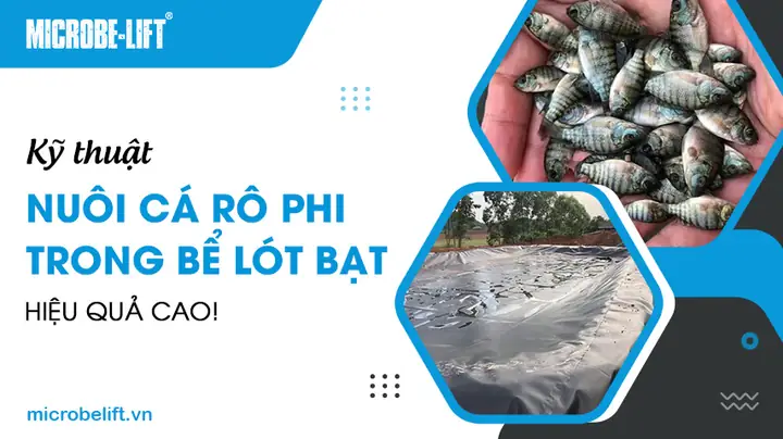 Nuôi Cá Trong Bể Lót Bạt
