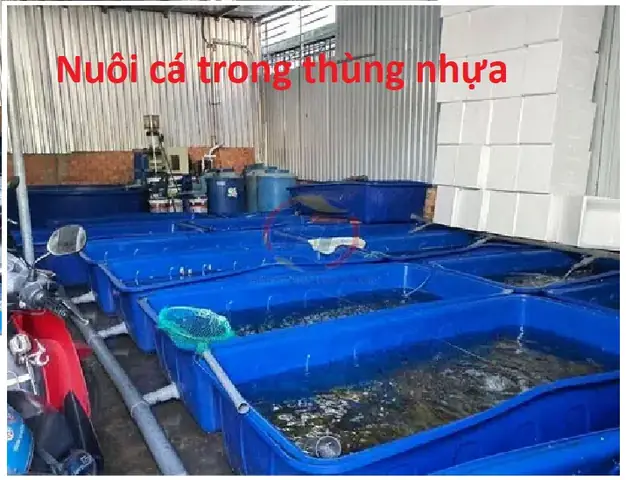 Nuôi Cá Trong Bể Nhựa