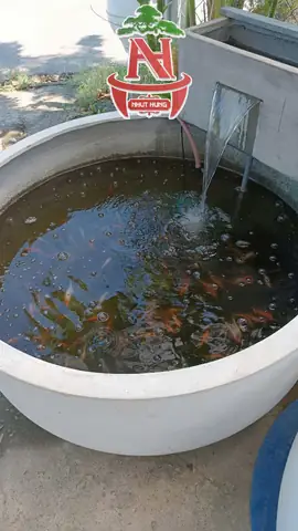 Nuôi Cá Trong Chậu Nhựa