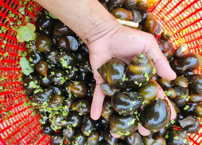 Nuôi Ốc Trong Hồ Cá