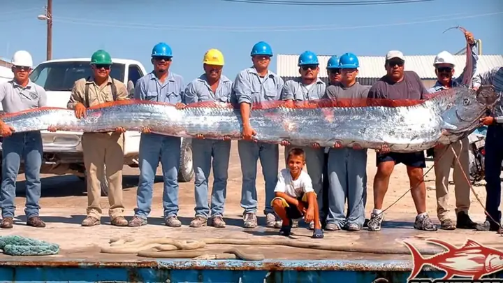 Oarfish Là Cá Gì