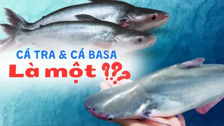 Pangasius Là Cá Gì