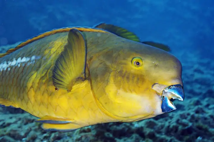 Parrot Fish Là Cá Gì