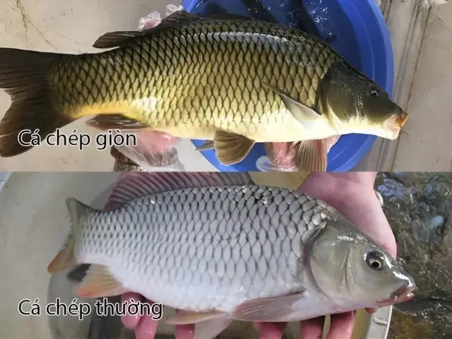 Phân Biệt Cá Chép Và Cá Gáy