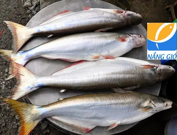 Phân Biệt Cá Da Trơn