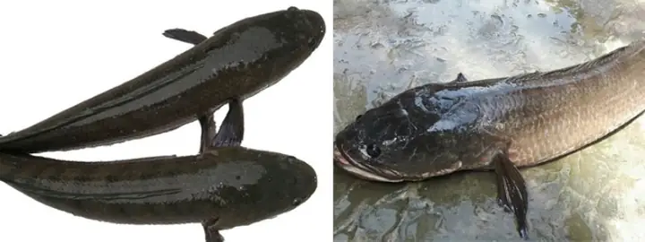 Phân Biệt Cá Lóc Đồng Và Cá Lóc Nuôi