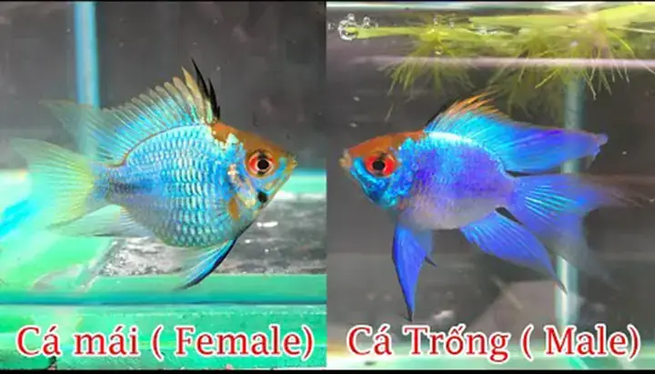 Phân Biệt Cá Phượng Hoàng Trống Mái