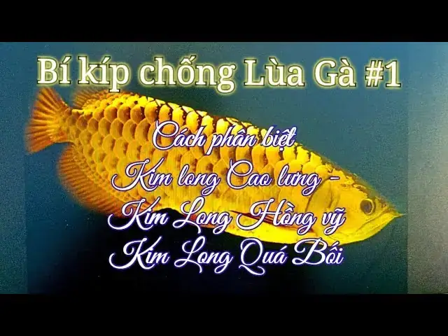 Phân Biệt Cá Rồng Highback Và Quá Bối
