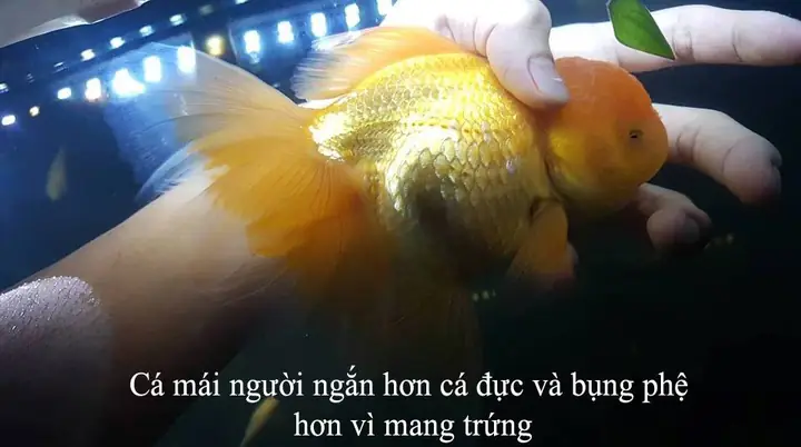 Phân Biệt Cá Vàng Trống Mái