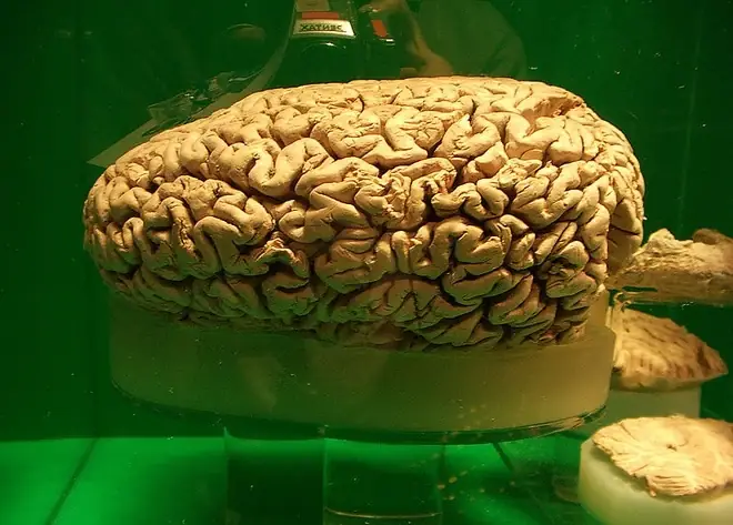 Phân Của Cá Nhà Táng