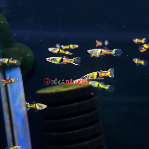 Phân Loại Cá Bảy Màu