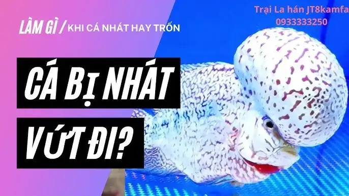 Phông Nền Cho Hồ Cá La Hán