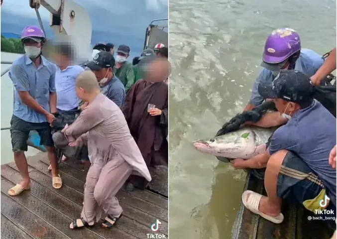 Phóng Sinh Cá Rồng