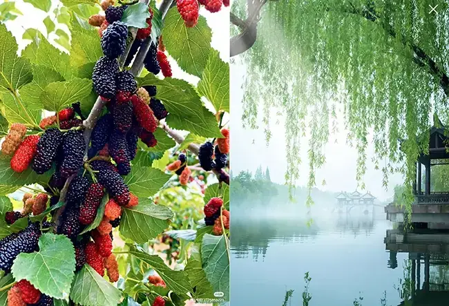 Phong Thủy Hồ Cá Sau Nhà