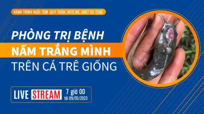 Phòng Trị Bệnh Cho Cá Trê Vàng