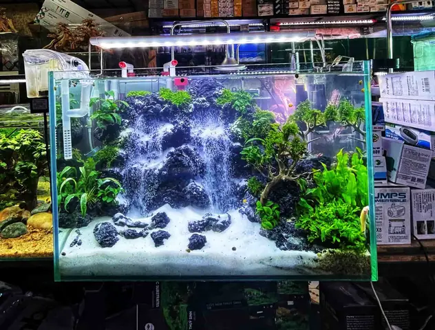 Phụ Kiện Cá Cảnh Hải Phòng