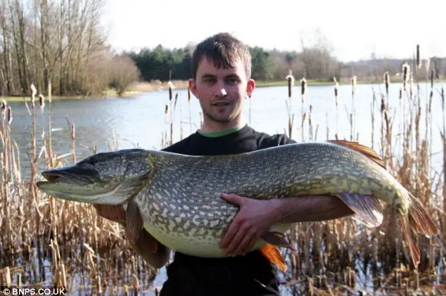 Pike Là Cá Gì