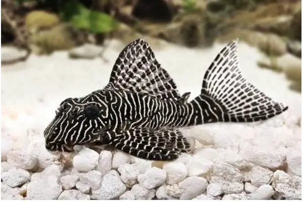 Pleco Là Cá Gì