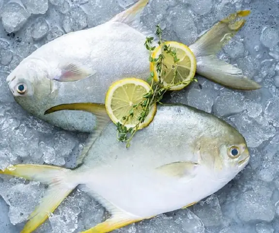 Pomfret Là Cá Gì