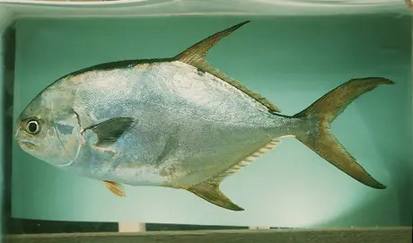 Pompano Là Cá Gì