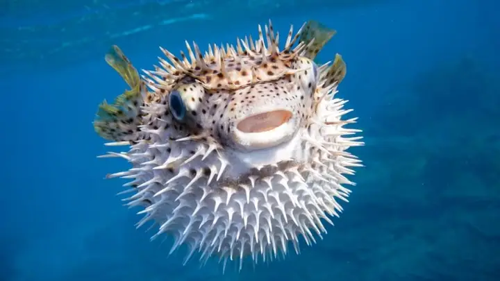Puffer Fish Là Cá Gì