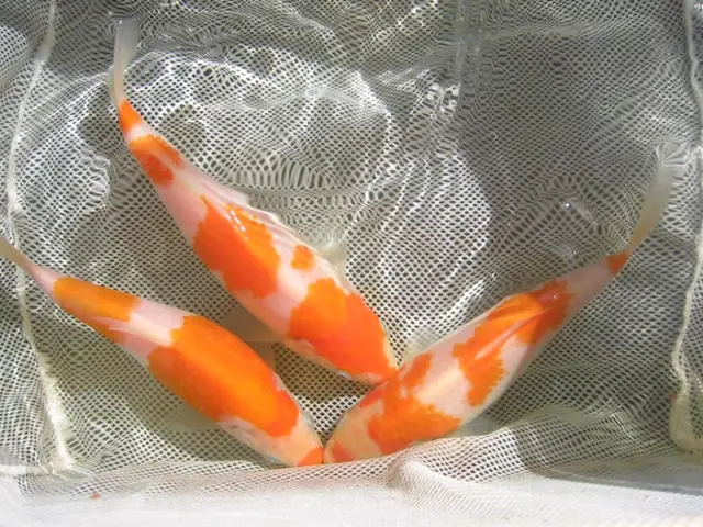 Quá Trình Phát Triển Của Cá Koi