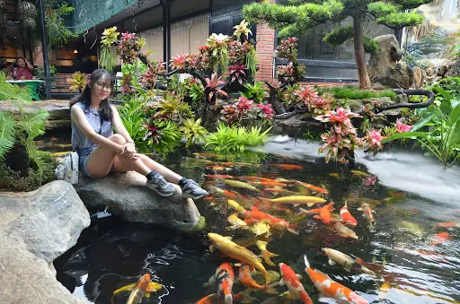 Quán Cà Phê Cá Koi Bình Dương