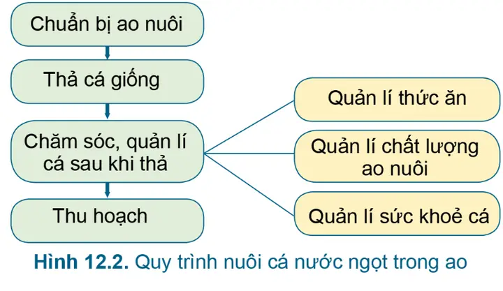 Quy Trình Nuôi Cá