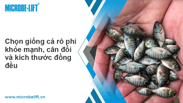 Quy Trình Nuôi Cá Rô Phi