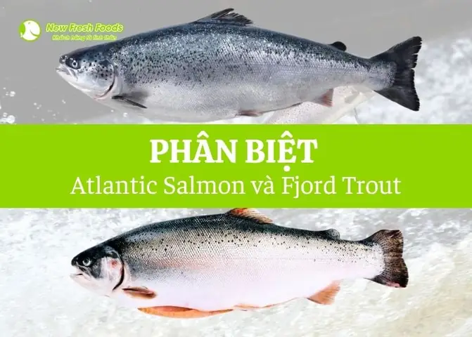 Rainbow Trout Là Cá Gì
