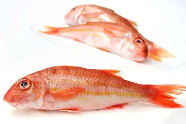 Red Mullet Là Cá Gì