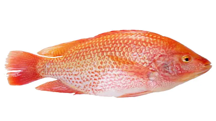 Red Tilapia Là Cá Gì
